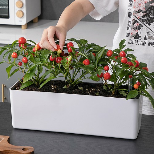 열매가 주렁주렁 저면관수 화분(화이트)