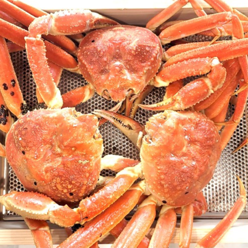 골드크랩 생물 A급 대게5kg(자숙)